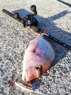 タイの釣果