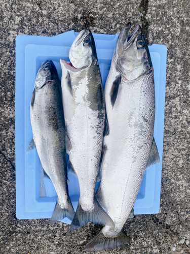 ビワマスの釣果