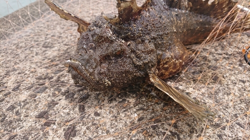 オニオコゼの釣果