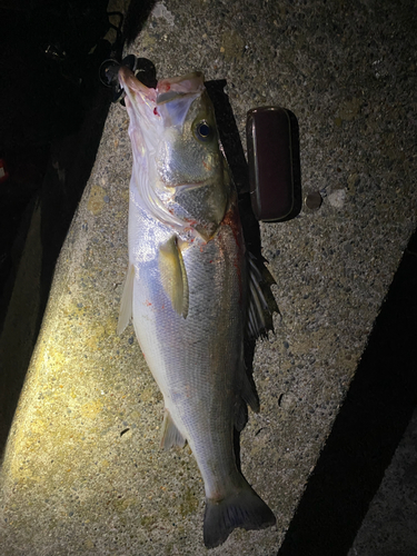 シーバスの釣果