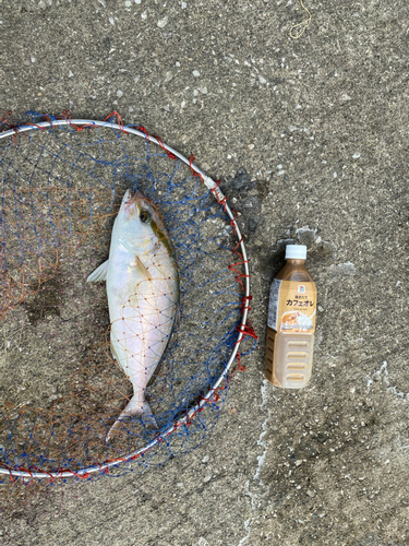 カンパチの釣果