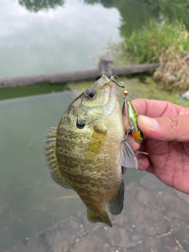 ブルーギルの釣果