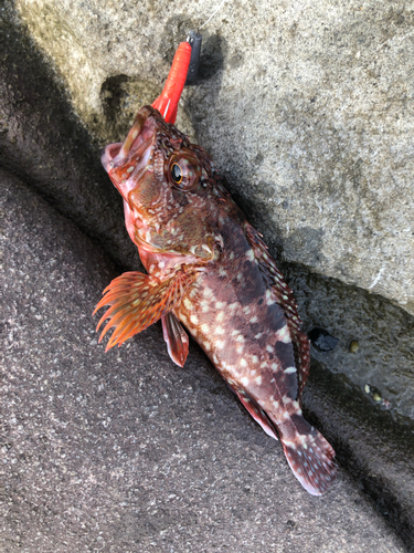 カサゴの釣果