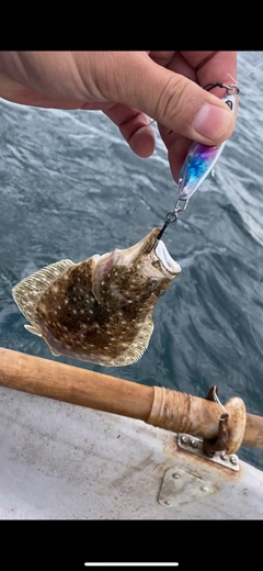 ヒラメの釣果