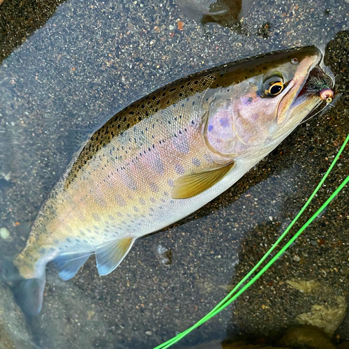 ヤマメの釣果