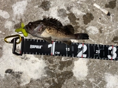クロソイの釣果