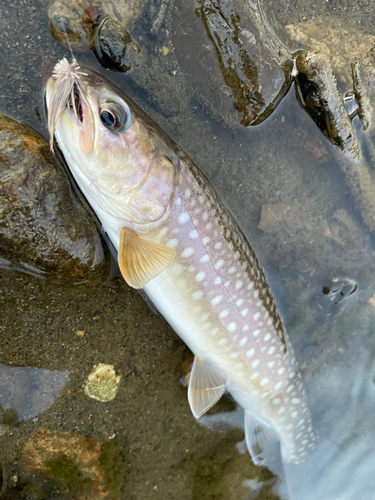 アメマスの釣果