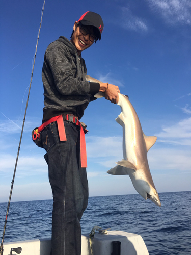 サメの釣果