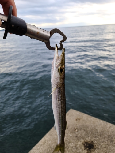 カマスの釣果