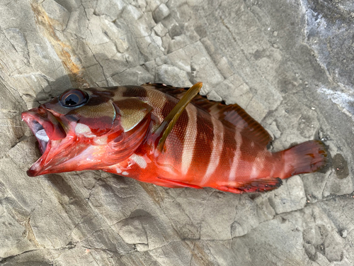 アカハタの釣果