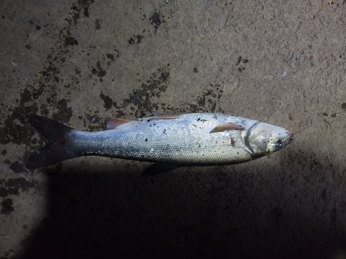 ウグイの釣果