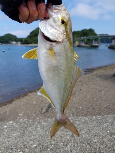 ネイリの釣果