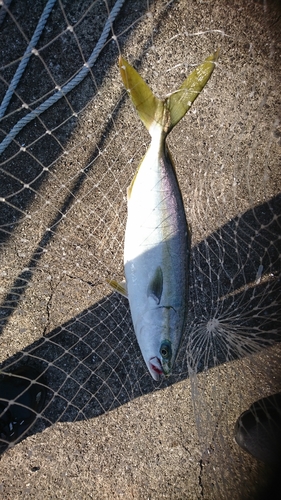 ツバスの釣果