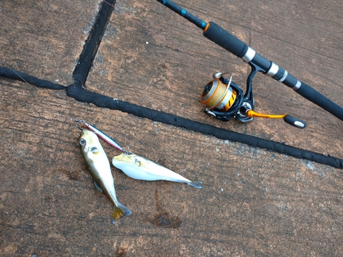 シロサバフグの釣果