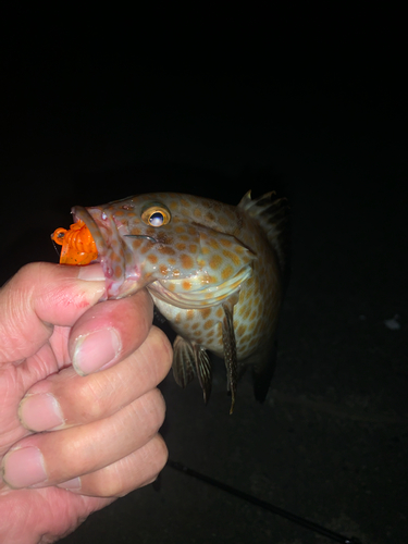 オオモンハタの釣果