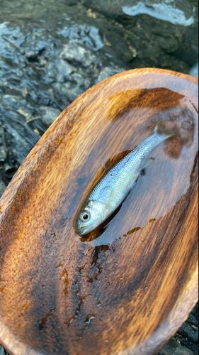 カワムツの釣果