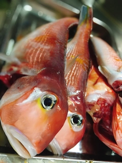 アマダイの釣果