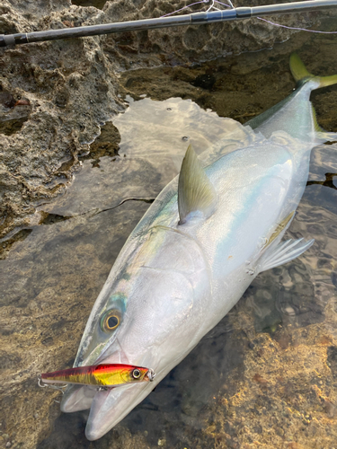 ブリの釣果