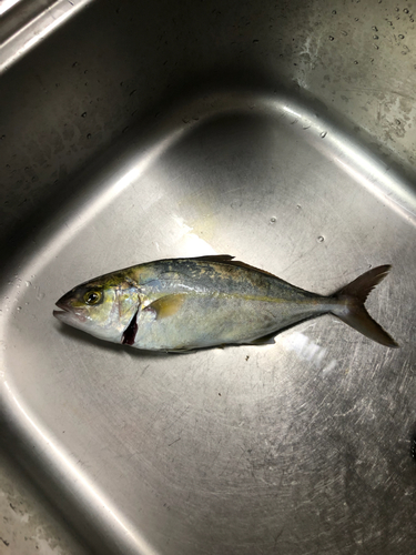 ショゴの釣果