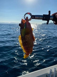 アコウの釣果