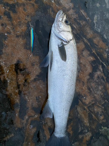 ヒラスズキの釣果