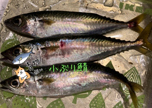 マサバの釣果