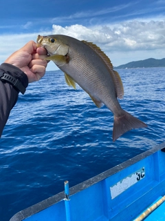 イサキの釣果