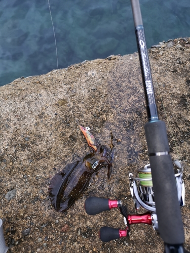 アオリイカの釣果