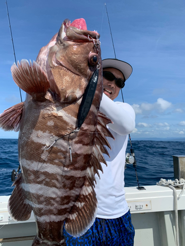 マハタの釣果