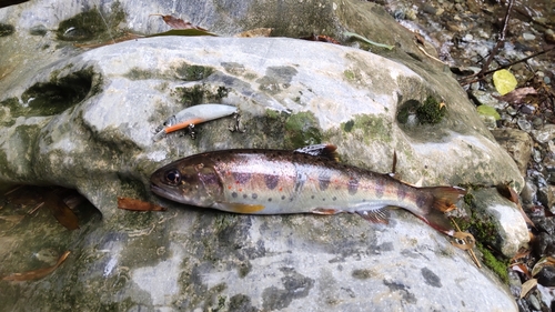 アマゴの釣果