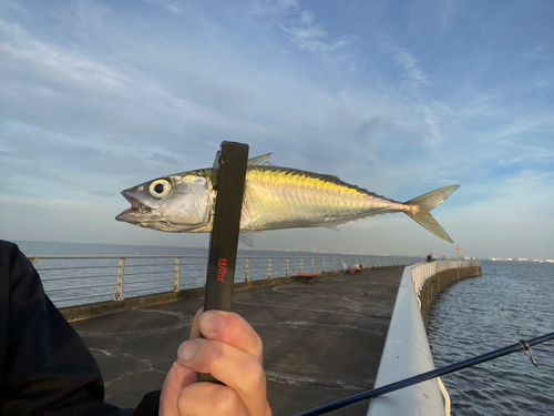 サバの釣果