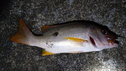 フエダイの釣果