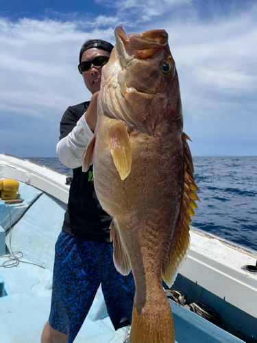 イヤゴハタの釣果