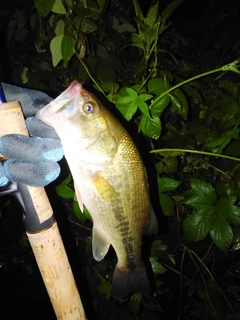 ラージマウスバスの釣果