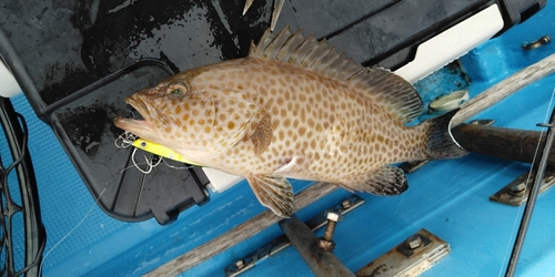 オオモンハタの釣果