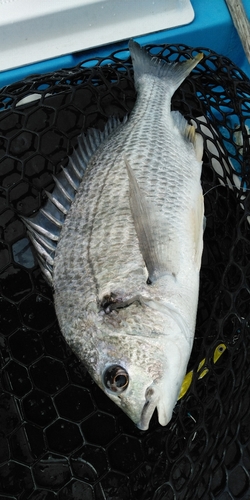 キビレの釣果