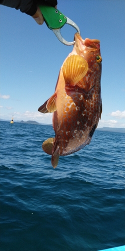 アコウの釣果