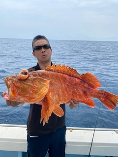 ウッカリカサゴの釣果