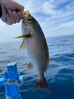 イサキの釣果