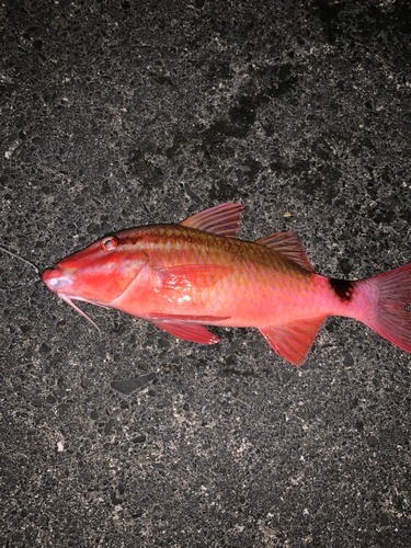 オジサンの釣果