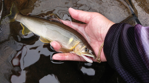 アユの釣果