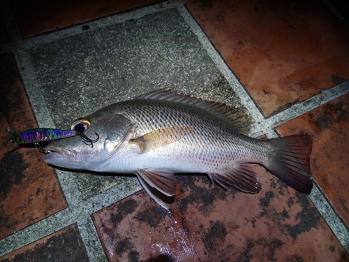 ゴマフエダイの釣果