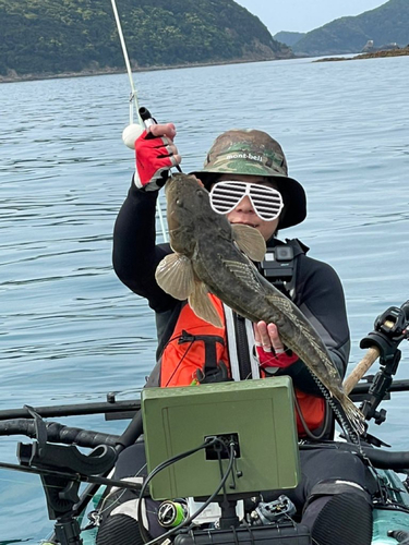 マゴチの釣果