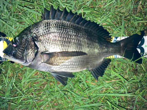 チヌの釣果