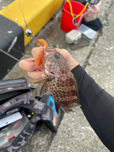 オオモンハタの釣果