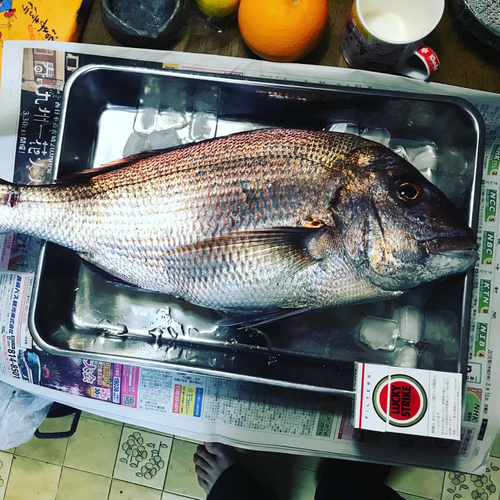 タイの釣果