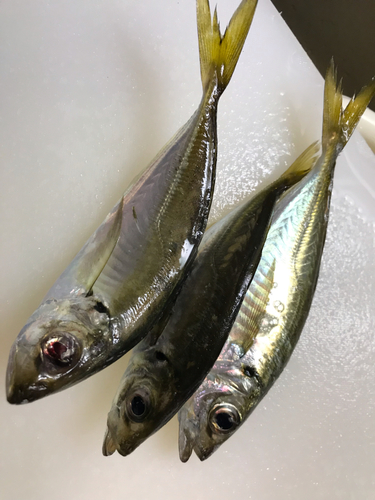 アジの釣果