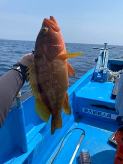 アコウの釣果