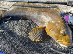 アイナメの釣果