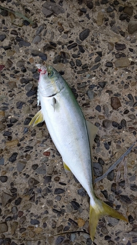 ツバスの釣果